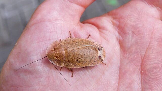 The bug scale, Bunaken national park, Sulawesi
