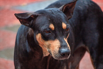 Portrait of a cute Black and Brown color dog. 