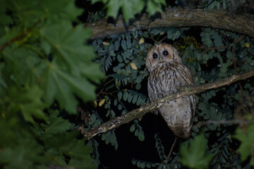 barn owl sitting on a branch