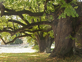 uralte Linden am Kloster Wessobrunn in Oberbayern