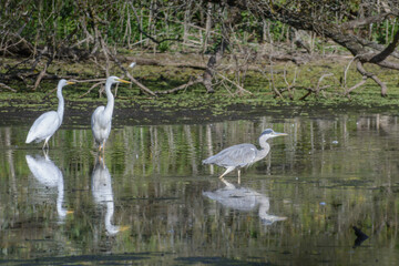great blue heron ardea cinerea