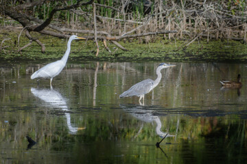 great blue heron ardea alba