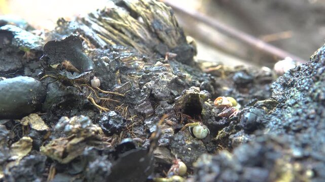 Hermit crabs with different shell-houses on the shores, Sulawesi Island. Bunaken