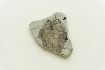 Fossil leaf from Japan