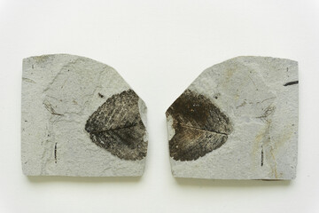 Fossil leaf from Japan