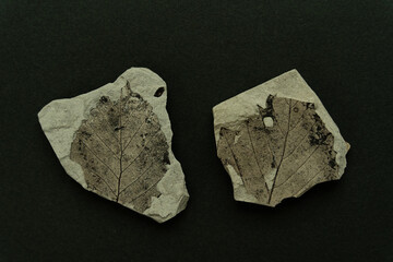 Fossil leaf from Japan