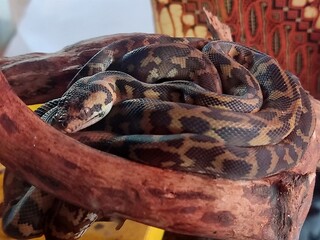 close up of a python