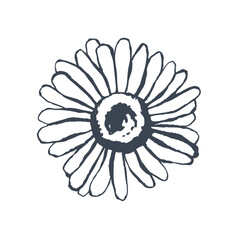 Graphic vector illustration with summer chamomile. Isolated illustration. Design element, wedding invitations, cards.