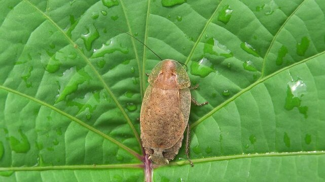 The bug scale, Bunaken national park, Sulawesi