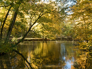 goldener Oktober an einem See im Park