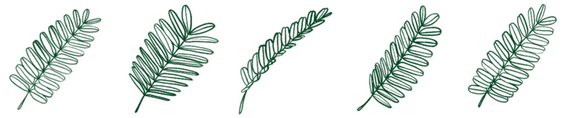 Hand Drawn Tropical Leaf Line Art PNG Clipart for Design