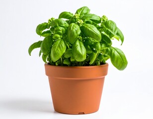 A healthy green basil plant in a clay pot, displayed against a plain white background