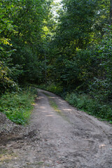 Obraz premium Scenic dirt road through lush green forest with trees and sunlight. Natural summer woodland landscape background.
