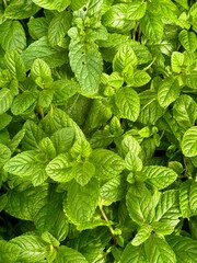 Fresh green mint leaves growing in the garden with natural light. © mcg1989