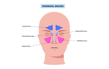 Paranasal sinus poster