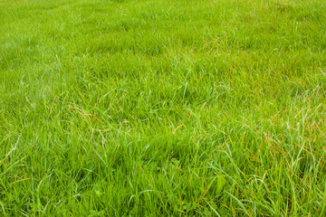Green grass texture. Field of green grass. Background of colorful grass. Sports turf surface. Backdrop of pasture close up for background, post, screensaver, wallpaper