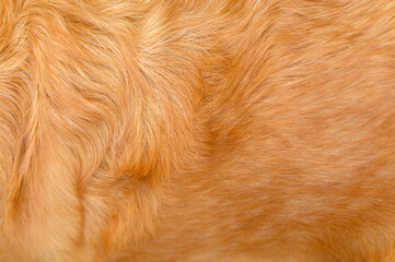 golden retriever labrador dog hair close up. dog hair texture	
