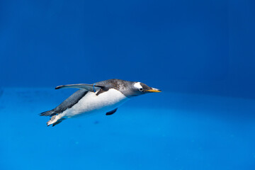 水槽の中で優雅に泳ぐペンギン