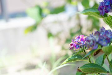 紫に輝いた紫陽花