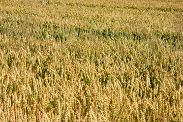 Rural scenery. Background of ripening ears of wheat field and sunlight. Crops field. Selective focus. Field landscape. Natural texture and patterns of the field