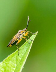 Naklejka premium Insect on leaf, vibrant colors