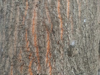 close up of tree bark surface with rough texture