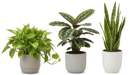 Obraz premium Three potted house plants on white background