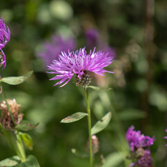 Close up of Purple Centaurea Blooming Amongst Green Foliage
