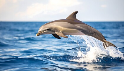 Fototapeta premium Dolphin Jump Symbolizing Hope and a New Chapter Ahead 