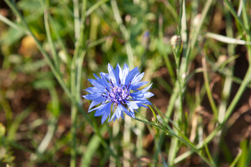 Blue summer flower, cornflower, in summer meadow, flower meadow with blue flowers, cornflowers, Centaurea cyanus. Blue flower for post, screensaver, wallpaper, postcard, banner, cover, website