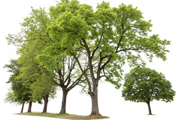 Cutout tree line. Forest and green foliage in summer. Row of trees and shrubs isolated on transparent background. Forest scape. High quality clipping mask