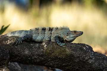 Close-up of a male black iguana (Ctenosaura similis) on a tree trunk in Costa Rica
