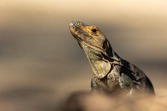  Close-up of a black iguana (Ctenosaura similis) in Costa Rica