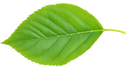 Fototapeta premium Detailed macro photograph of single vibrant green leaf showcasing intricate veins and natural texture isolated on clean pure white background for minimalist and fresh botanical aesthetic