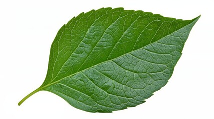 Obraz premium Detailed macro photograph of single vibrant green leaf with visible veins and texture isolated on pure white background embodying simplicity nature and freshness