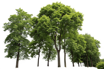 Cutout tree line. Forest and green foliage in summer. Row of trees and shrubs isolated on transparent background. Forest scape. High quality clipping mask