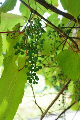 夏のヤマブドウの緑色の果実
