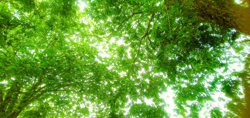 sunlight through the leaves