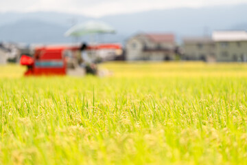 コンバインでの稲刈り風景	