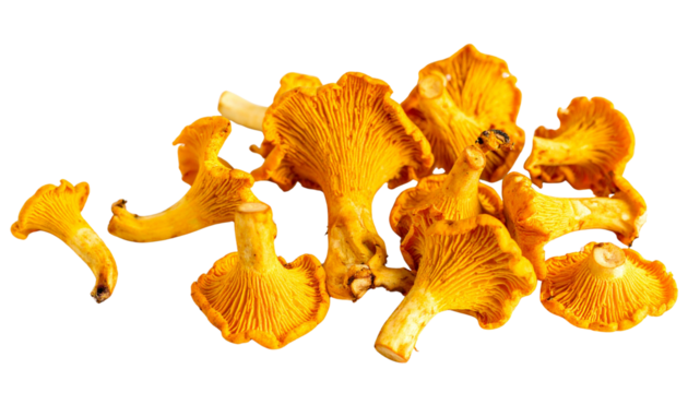 chanterelle isolated on transparent background.