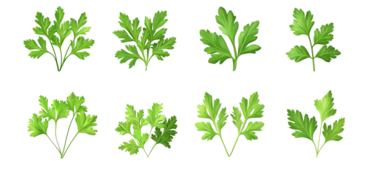 Fresh parsley leaves isolated on white background. Green herb sprigs show crisp texture and natural vibrancy. Culinary garnish emphasizes organic flavor and healthy cooking.
