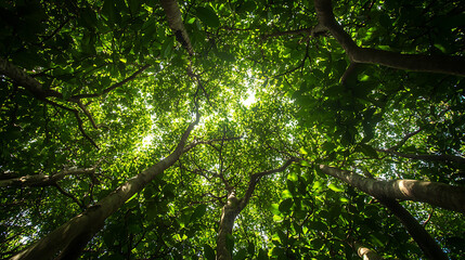 Obraz premium View from below of lush green forest canopy with sunlight filtering through leaves, creating vibrant and peaceful natural scene