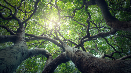 Fototapeta premium Tall trees with twisting branches and green leaves, sunlight filtering through canopy creating serene and lush forest scene, evoking sense of tranquility and natural beauty