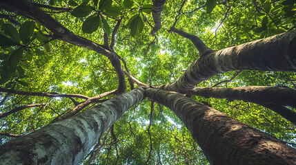 Fototapeta premium Looking up at tall trees with lush green leaves forming canopy, sunlight filters through, creating vibrant and peaceful forest scene