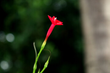 The Cantuta, the sacred flower of the Incas and National Flower of Peru shot outdoors in sunny conditions. Beautiful qantu flower. Green Background.