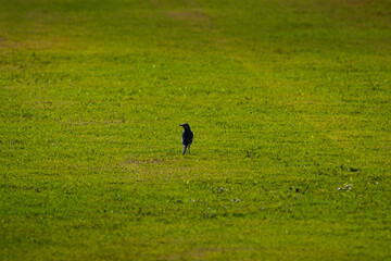 A small bird standing alone in a vast green field.