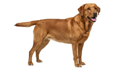 Fox red labrador retriever full body shot standing on black background studio shot pet dog animal breed isolated on transparent white background