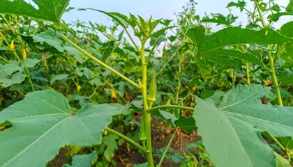 Lush okra field