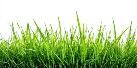 Fototapeta premium The grass blades in vibrant green close up against a clean white background