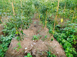 chili plants grow well in the rice fields
